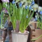 Bloembollen voorbeeld