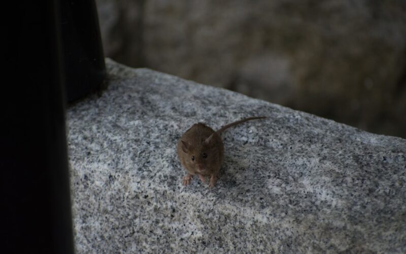 Shot at the Vancouver Blodel Garden.