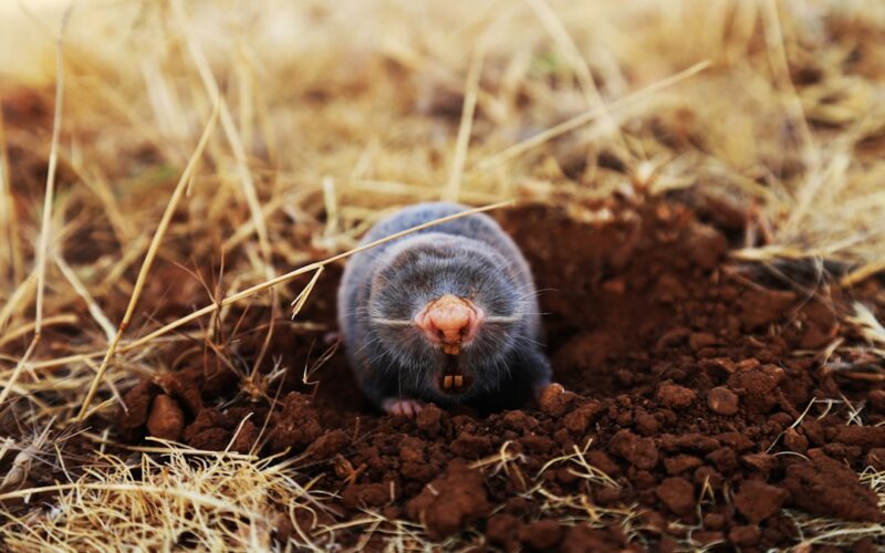 The mole is a blind animal that is never seen but can hear very much and has a current sensitivity to the sounds surrounding it. He also has a knife that can cut off a human finger