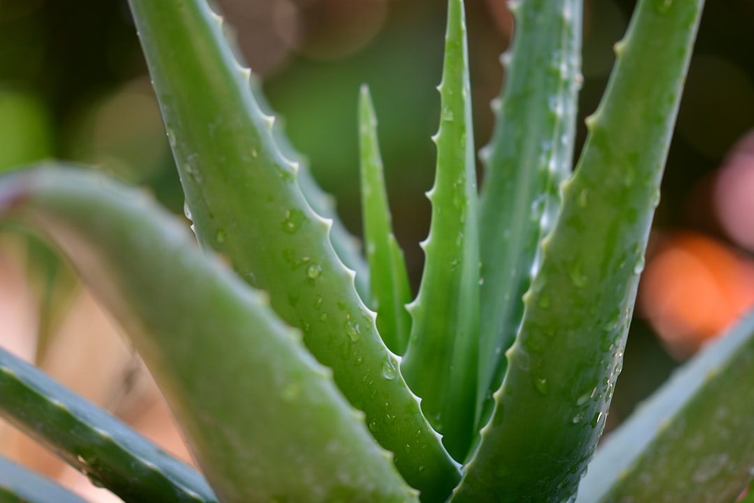 Succulent plant